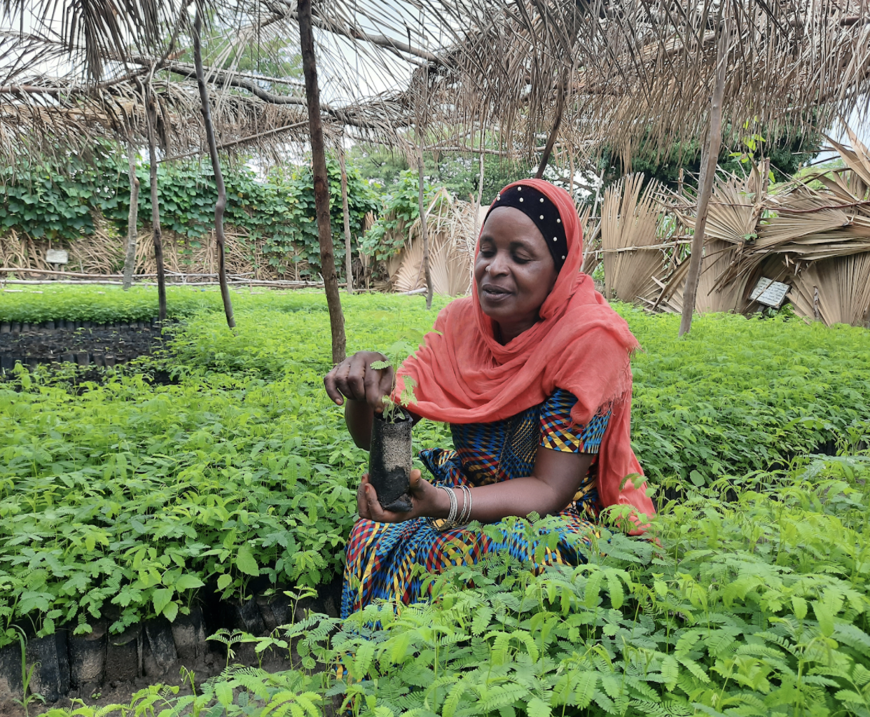 Three Trees gives back, planting trees and changing lives — Three